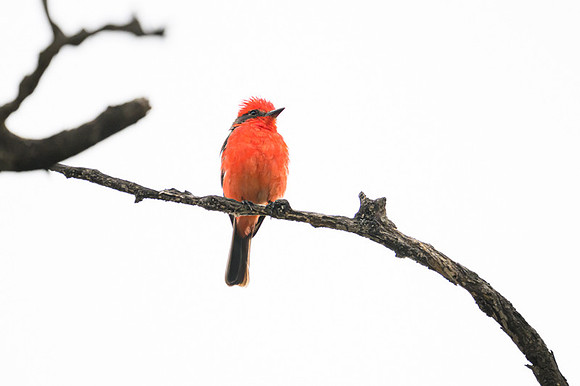 Vermilion Flycatcher