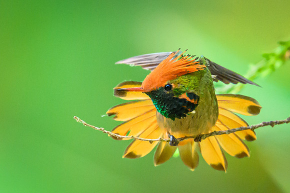 Rufous-crested Coquette