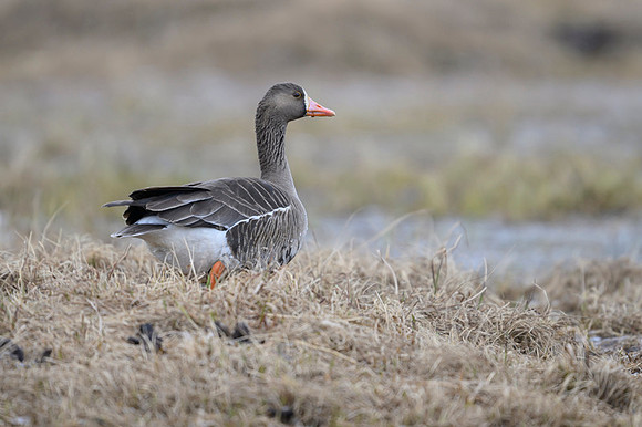 Greater white-fronted goose