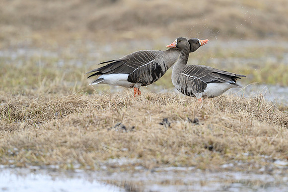Greater white-fronted goose