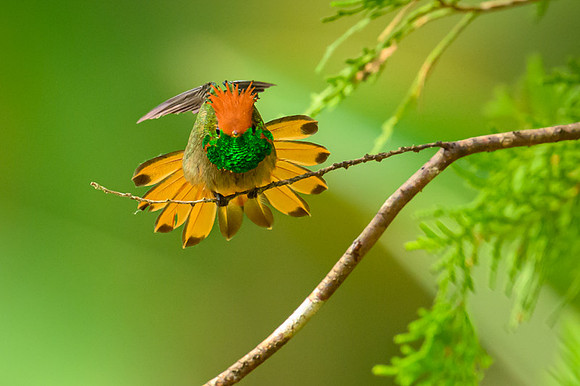 Rufous-crested Coquette