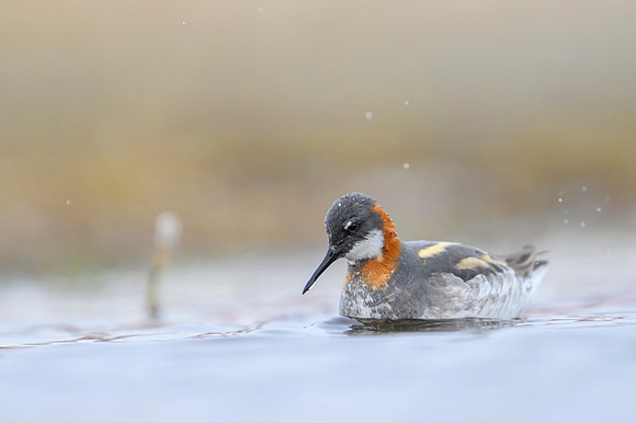 New Red-necked Phalarope