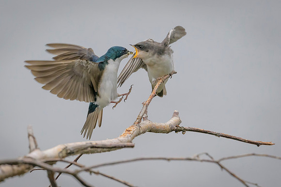 Tree swallow