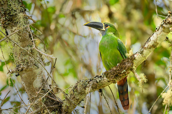 Green Toucanet