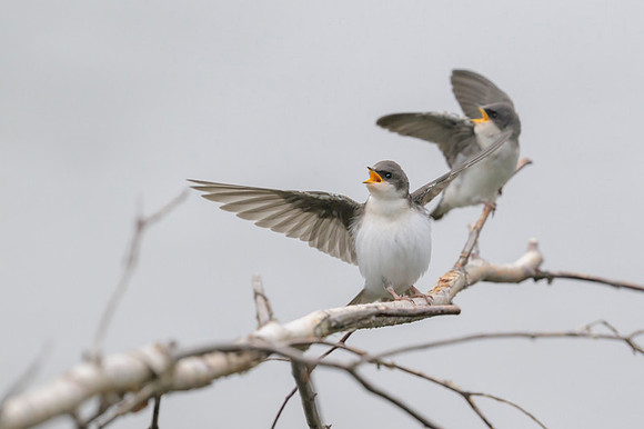 Tree swallow