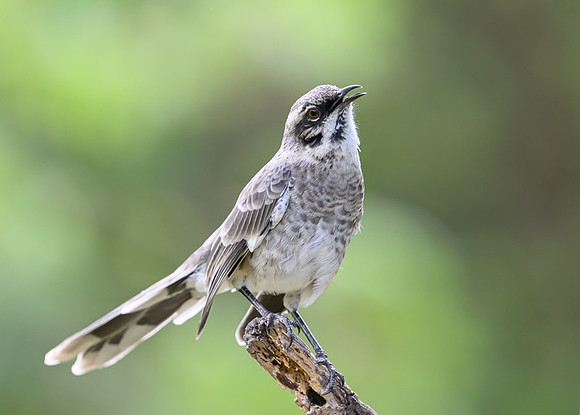 Long-tailed Mockingbird