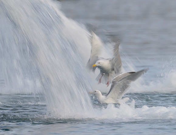 Glaucous gull / Mewa blada