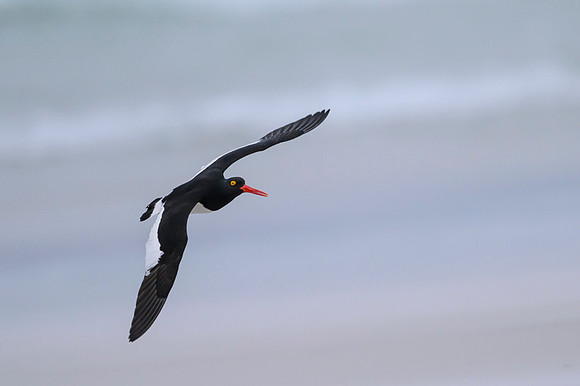 Magellanic Oystercatcher