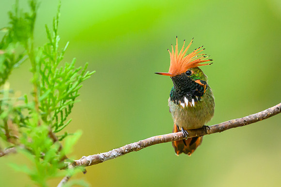 Rufous-crested Coquette
