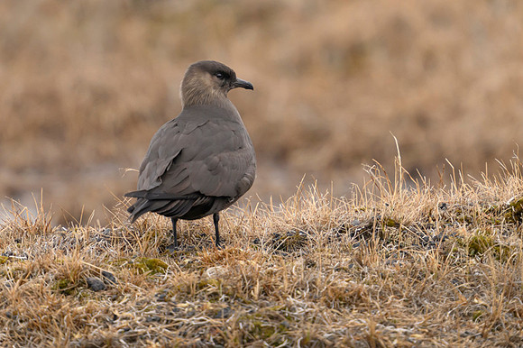Northern jaeger