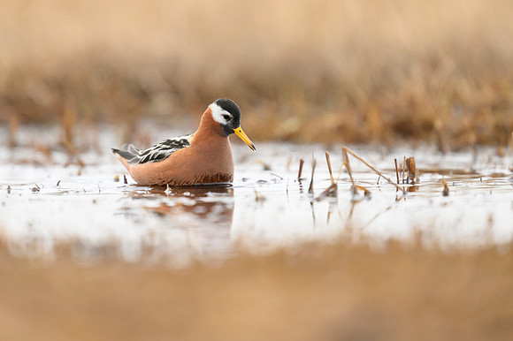 Red phalarope