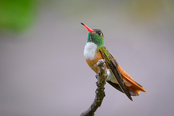 Amazilia Hummingbird