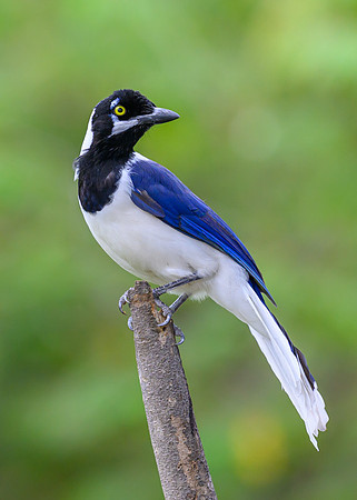 White-tailed Jay