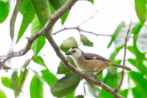 White-headed Brush-Finch