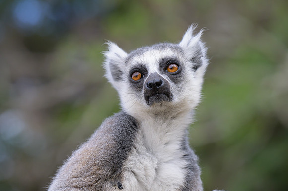 Ring-tailed lemurs