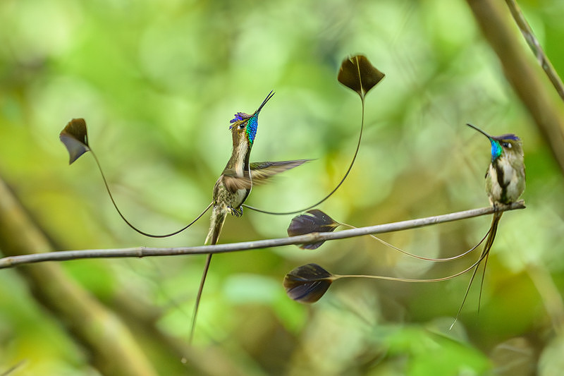 Marvellous Spatuletail Hummingbird