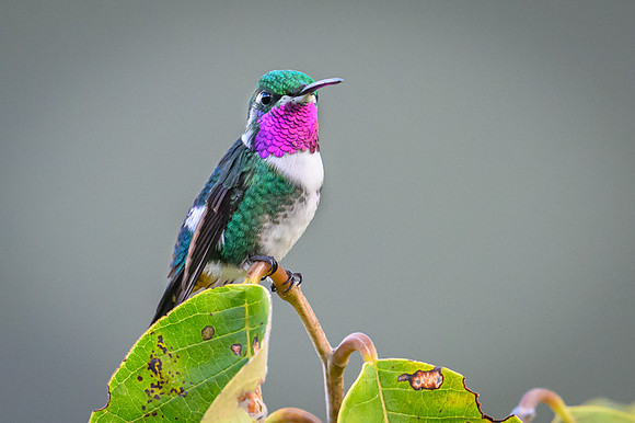 White-bellied Woodstar