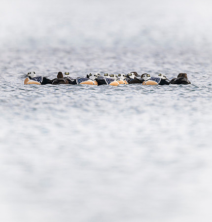 Steller's eider / Birginiak