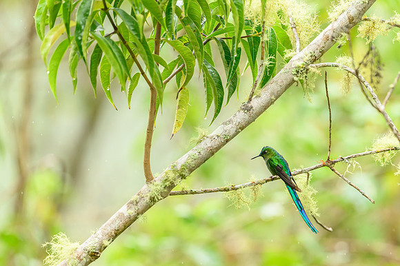 Long-tailed Sylph