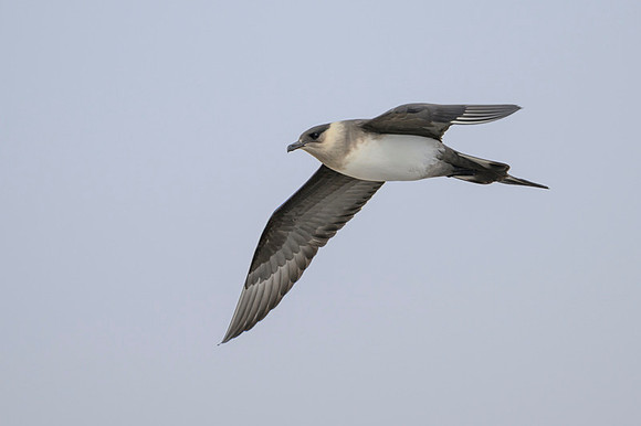 Long-tailed jaeger