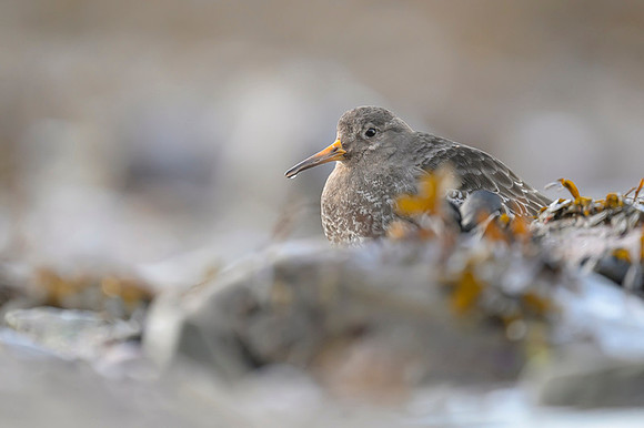 Purple sandpiper / Biegus morski