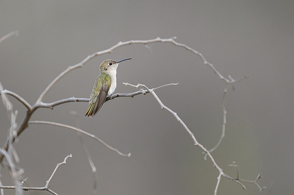 Tumbes hummingbird