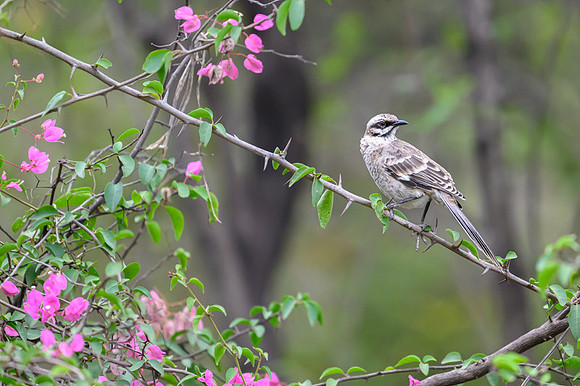 Long-tailed Mockingbird