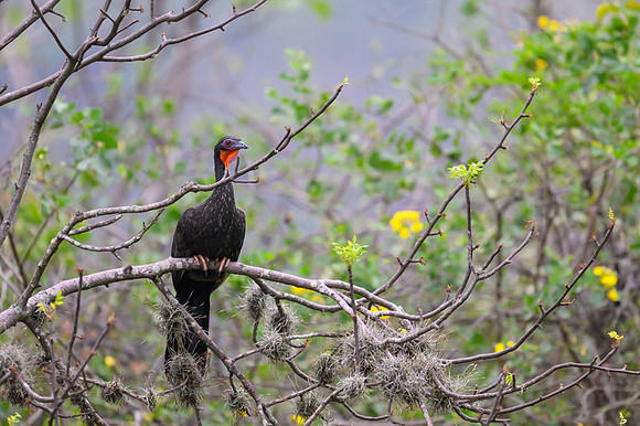 White-winged Guan