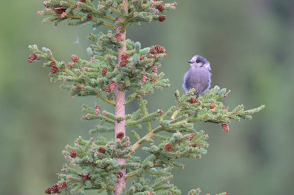 Gray Jay
