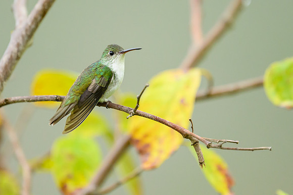 Andean Hummingbird