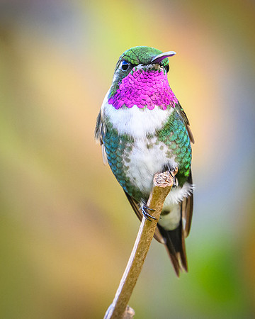 White-bellied Woodstar