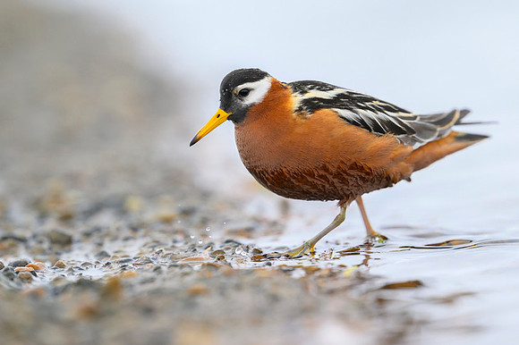 Red phalarope