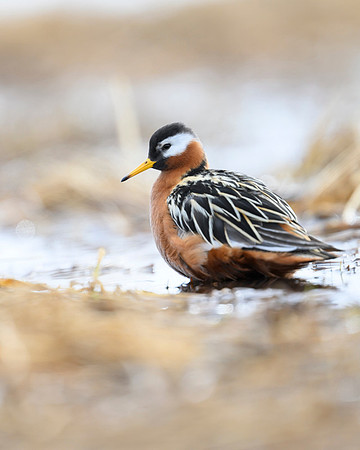 Red phalarope