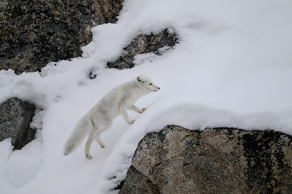 Arctic fox White