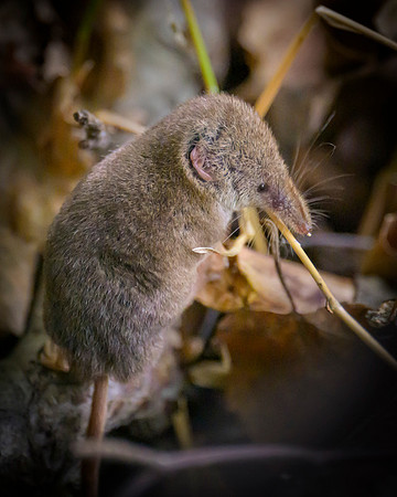 Shrew