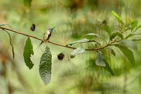 Marvellous Spatuletail Hummingbird