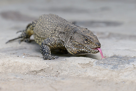 Thumbesian Tegu