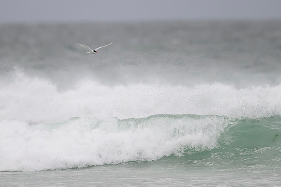 South American Tern