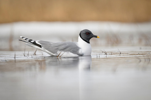 Sabine's gull