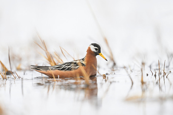 Red phalarope