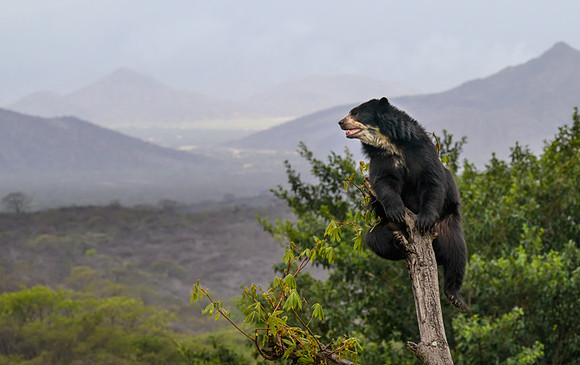 Spectacled Bear