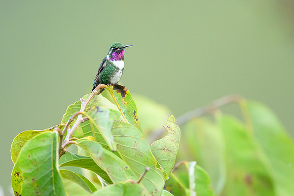 White-bellied Woodstar