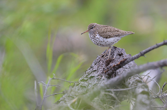New Spotted sandpiper