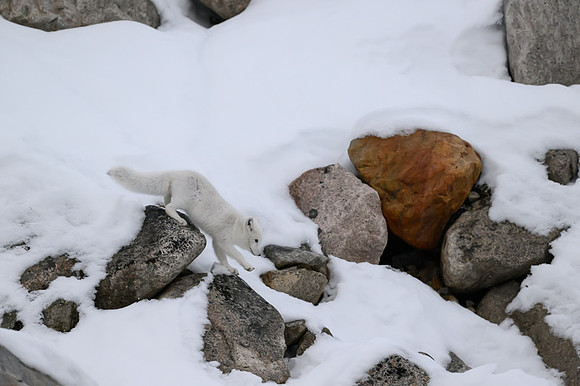 Arctic fox White