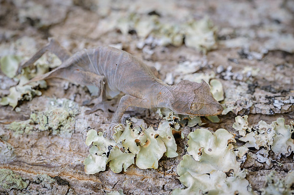 Satanic Leaf-Tailed Geko