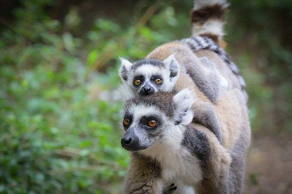 Ring-tailed lemurs