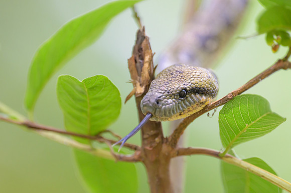 Madagascar Tree Boa