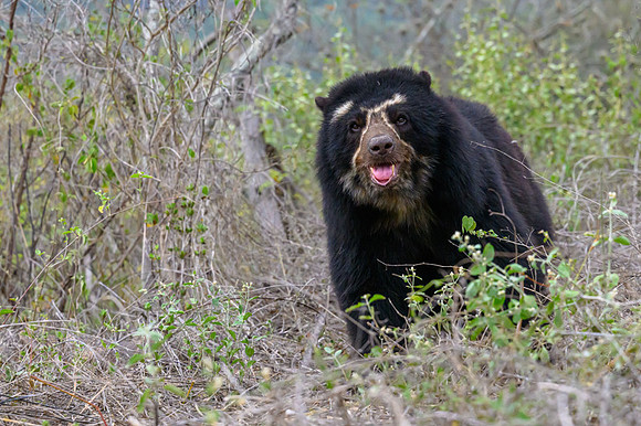 Spectacled Bear