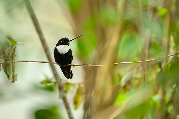 Collared Inca