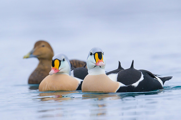 King eider / Turkan